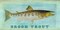 Brook Trout Poster Print by Tina Carlson - Item # VARPDXTCPL008A